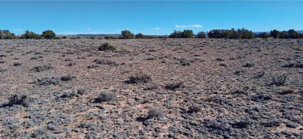a view of a dry space with trees