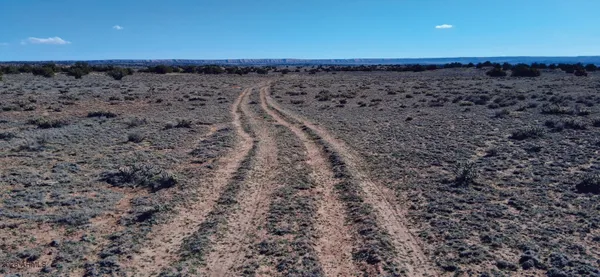 a view of a dry yard with large trees