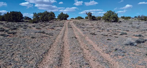 a view of a dry space with lots of trees