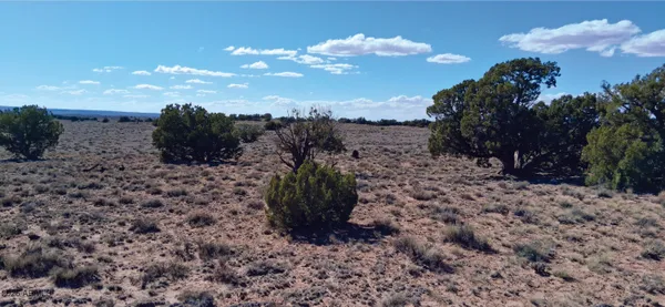 a view of a dry yard with lots of trees