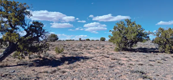 a view of a large yard with lots of bushes and trees all around