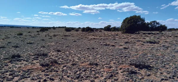 a view of a dry space with lots of trees