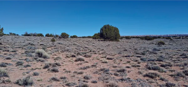 a view of a dry yard
