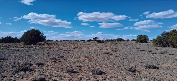 a view of a dry yard