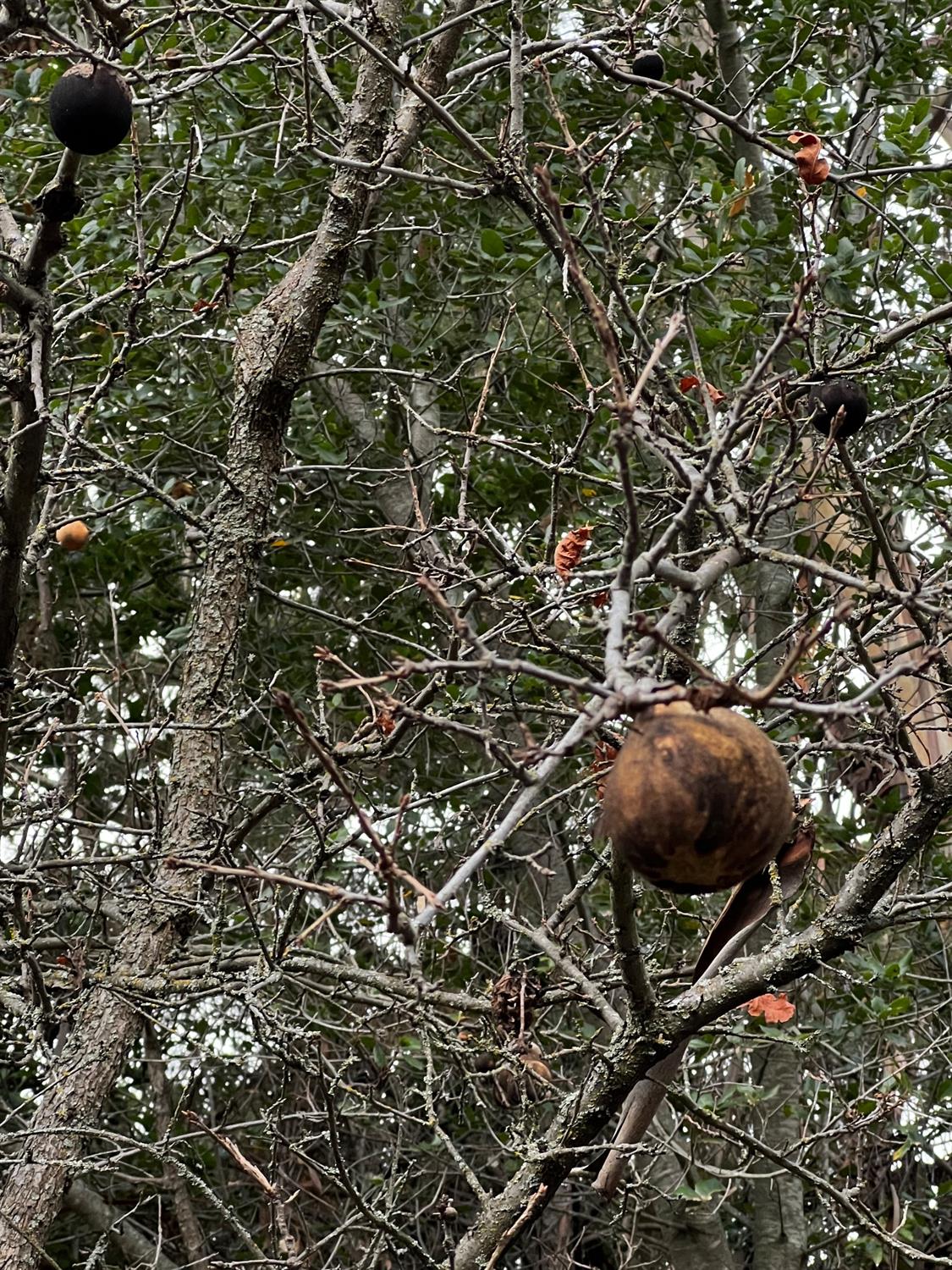 3194 Surmont Drive Lafayette, CA 94549 - Photo 36 of 40 a view of an outdoor space with lots of trees