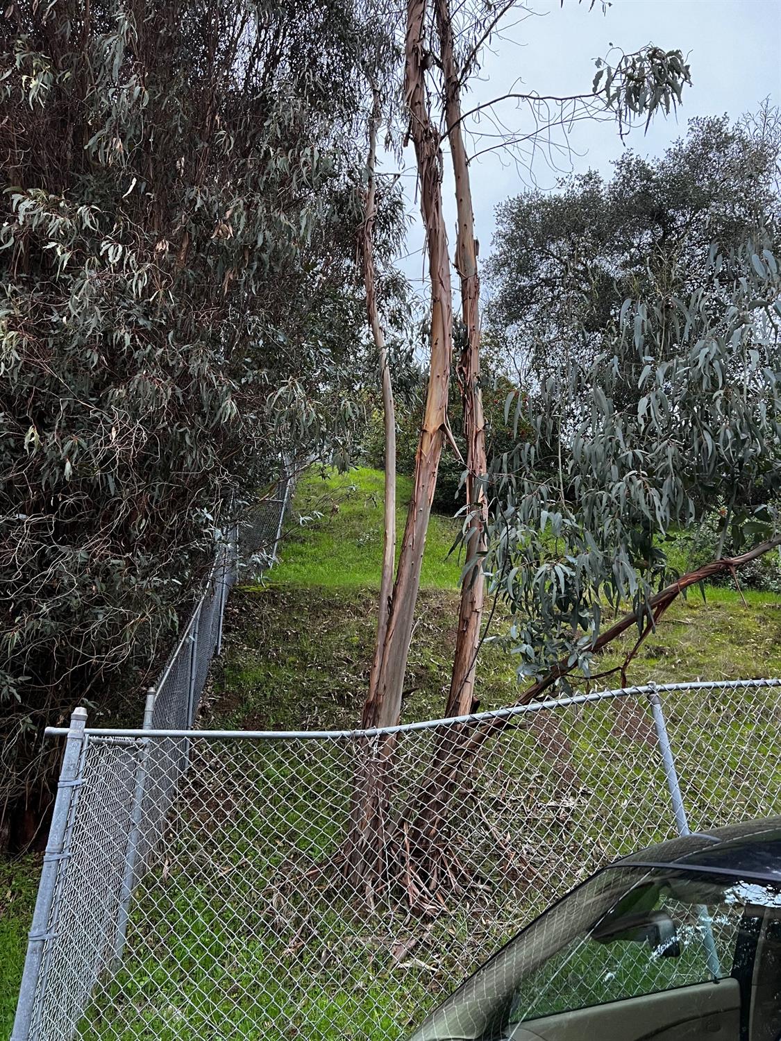 3194 Surmont Drive Lafayette, CA 94549 - Photo 4 of 40 a view of a backyard