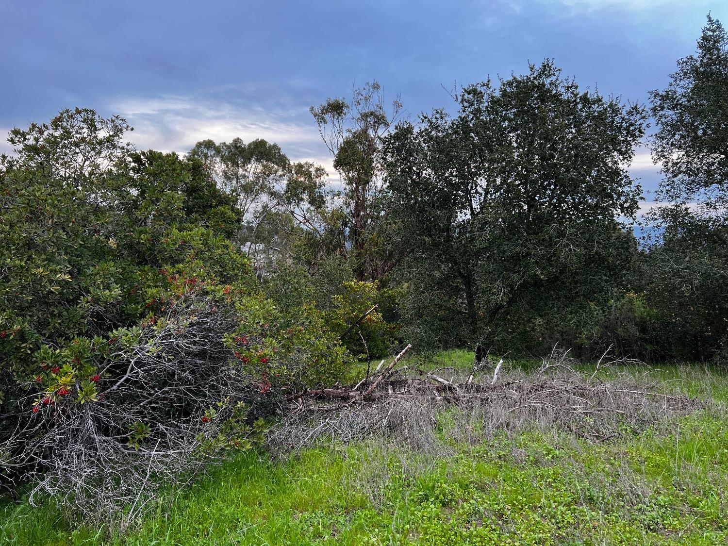 3194 Surmont Drive Lafayette, CA 94549 - Photo 6 of 40 a view of a forest with a tree in the background