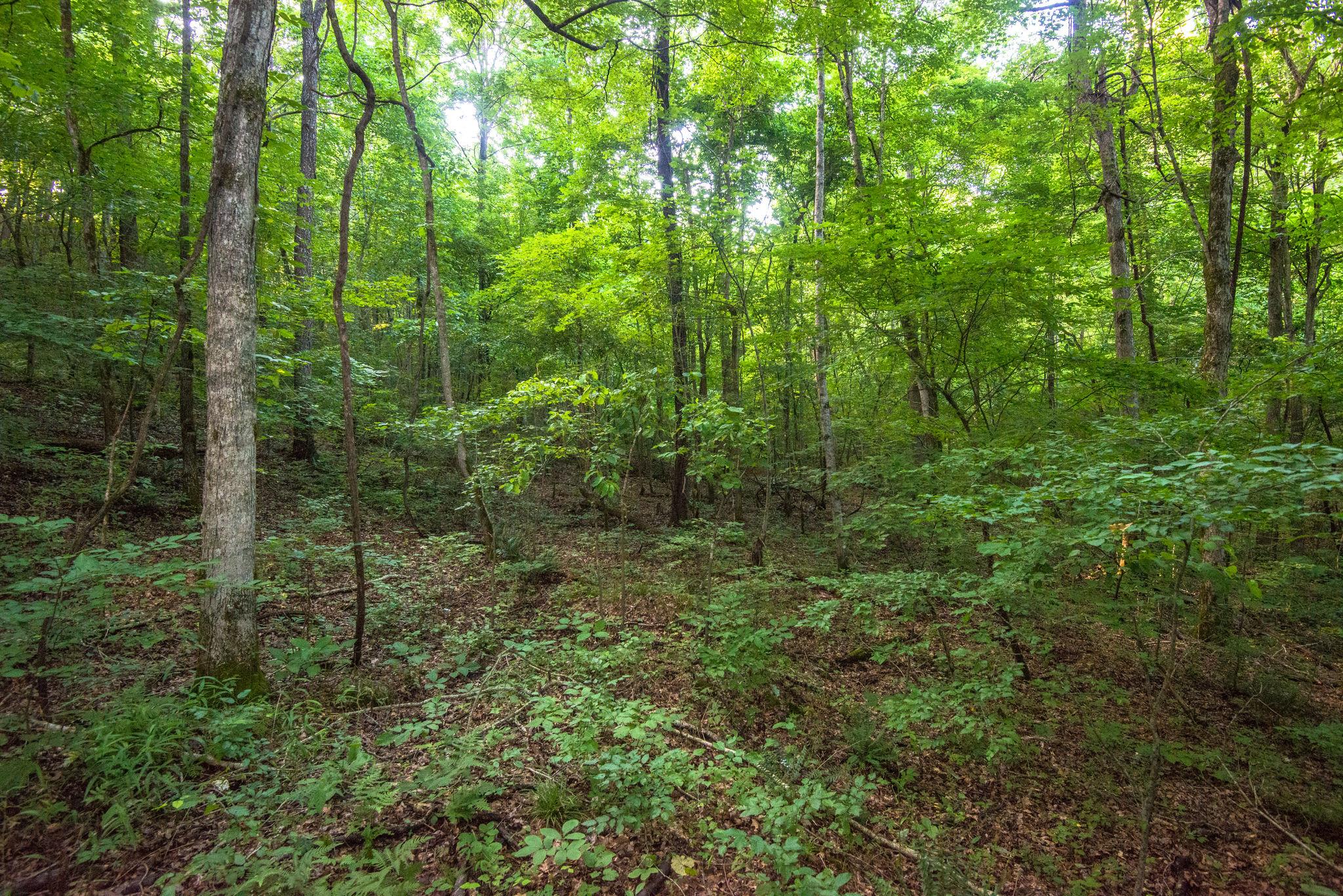 549 Porter Hollow Road Linden, TN 37096 - Photo 28 of 30 Another view of all the shade provided by the mature trees surrounding you.