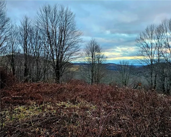a view of a garden with plants