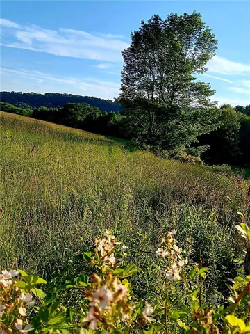 a view of a lush green forest