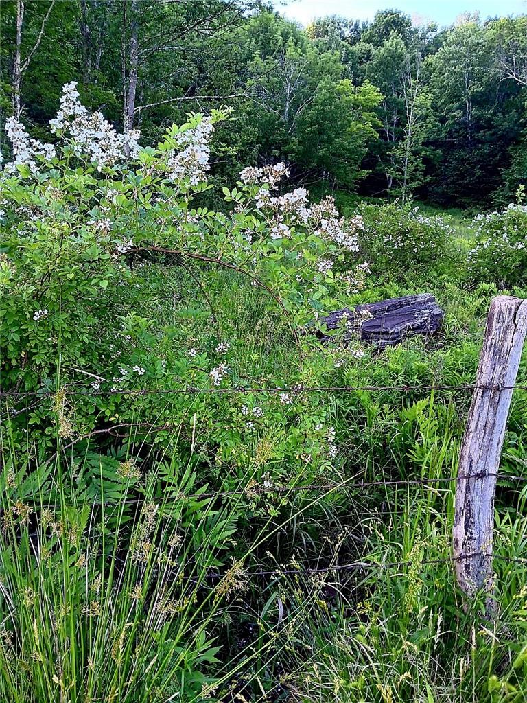 295 Pleasant Valley Road North Branch, NY 12766 - Photo 14 of 17 a view of a garden with plants