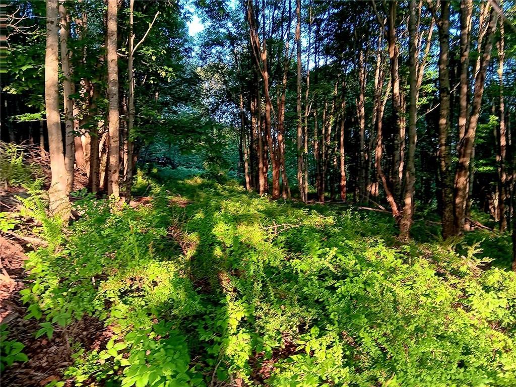 295 Pleasant Valley Road North Branch, NY 12766 - Photo 15 of 17 a view of a lush green forest