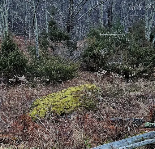 a view of a garden with large trees