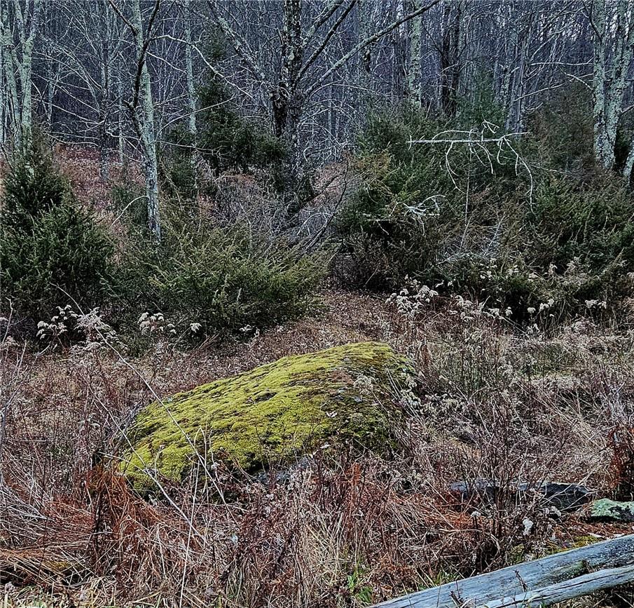 295 Pleasant Valley Road North Branch, NY 12766 - Photo 5 of 17 a view of a garden with large trees