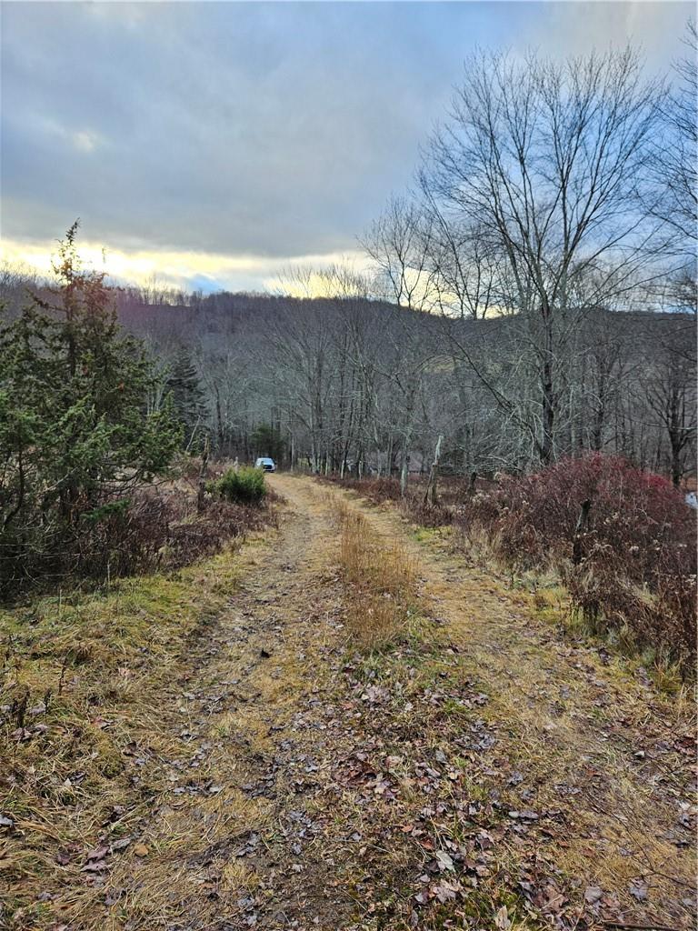295 Pleasant Valley Road North Branch, NY 12766 - Photo 9 of 17 a view of a yard with an tree