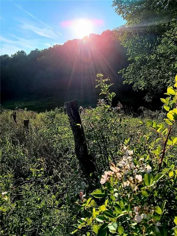 a view of a yard with plants and large trees