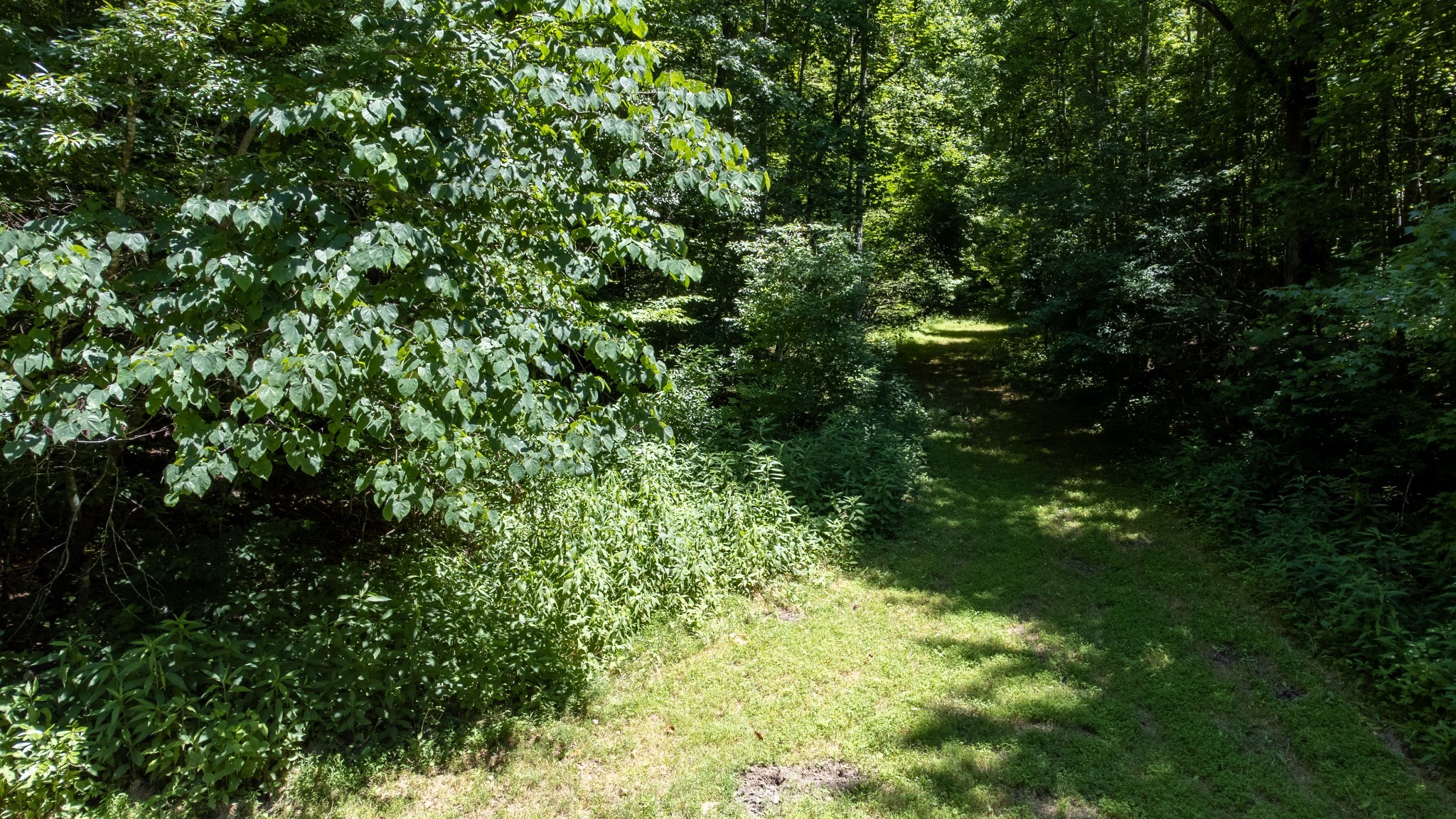 0 Turkey Creek Boat Dock Road Tullahoma, TN 37388 - Photo 14 of 39 a view of a lush green forest