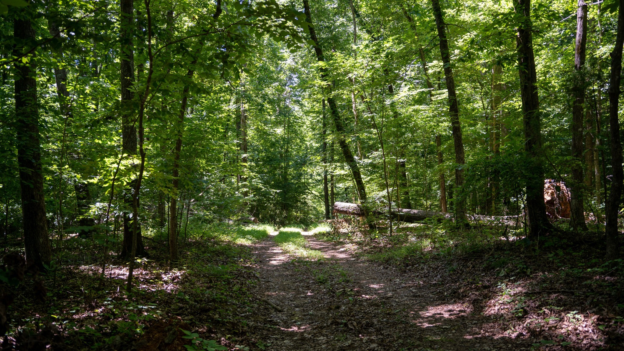 0 Turkey Creek Boat Dock Road Tullahoma, TN 37388 - Photo 26 of 39 a backyard of a house with lots of green space