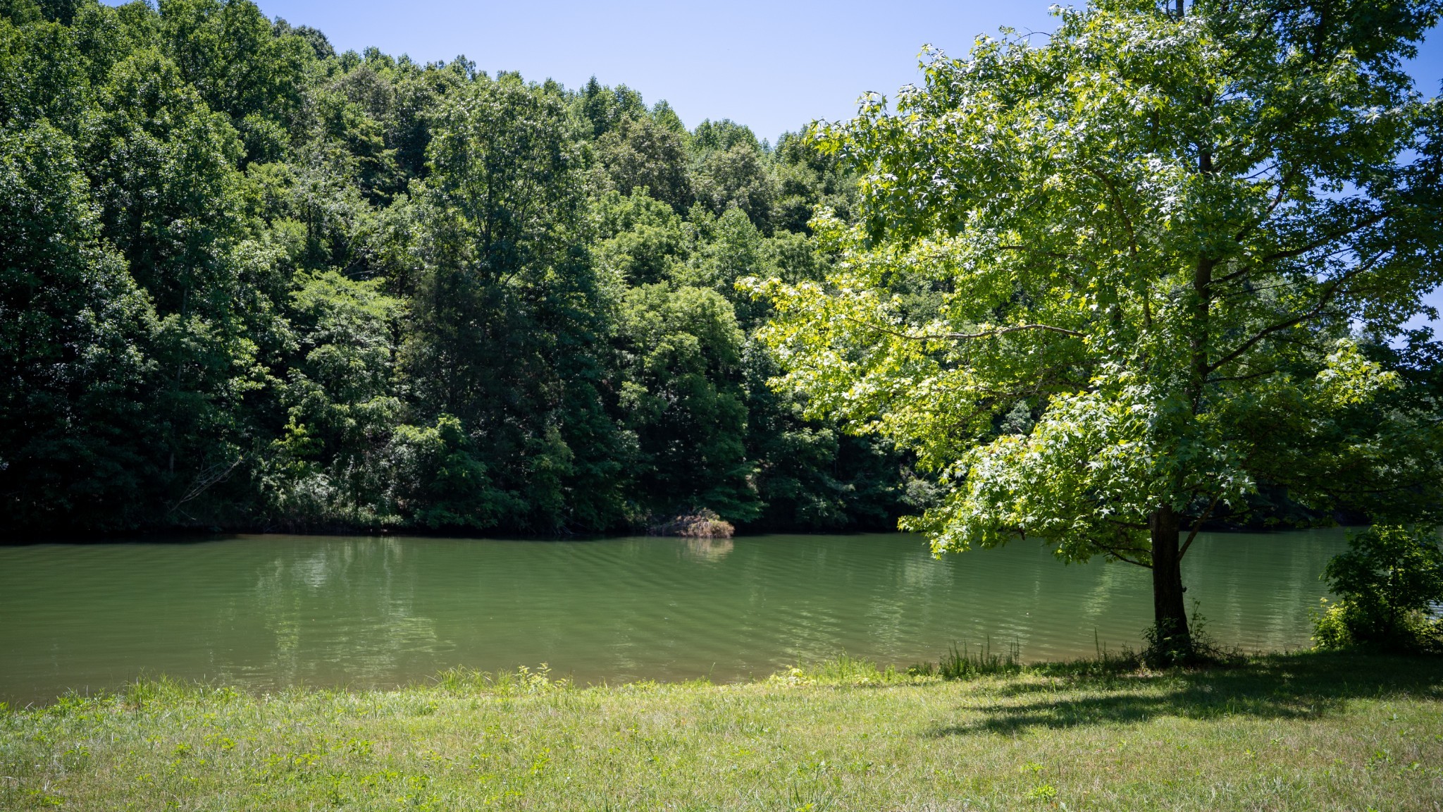 0 Turkey Creek Boat Dock Road Tullahoma, TN 37388 - Photo 33 of 39 a view of a lake with a yard and large trees