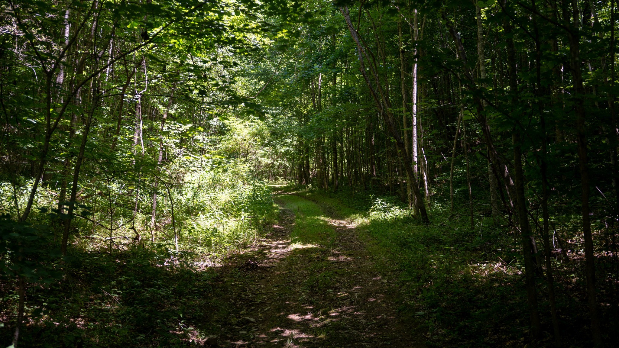 0 Turkey Creek Boat Dock Road Tullahoma, TN 37388 - Photo 34 of 39 a view of a lush green forest