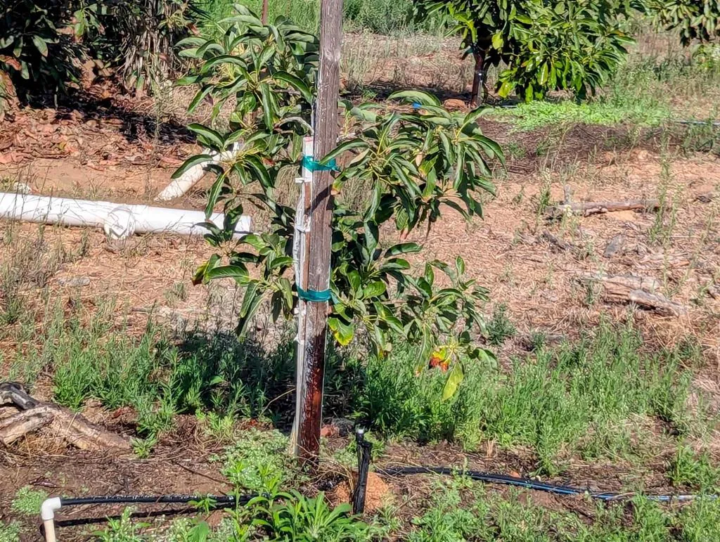 0 Couser Canyon Road Valley Center, CA 92082 - Photo 23 of 32