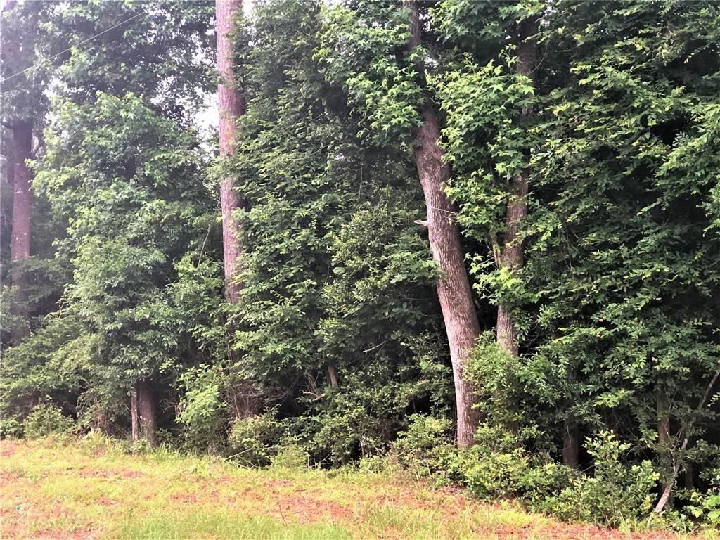 a view of a forest with large tree