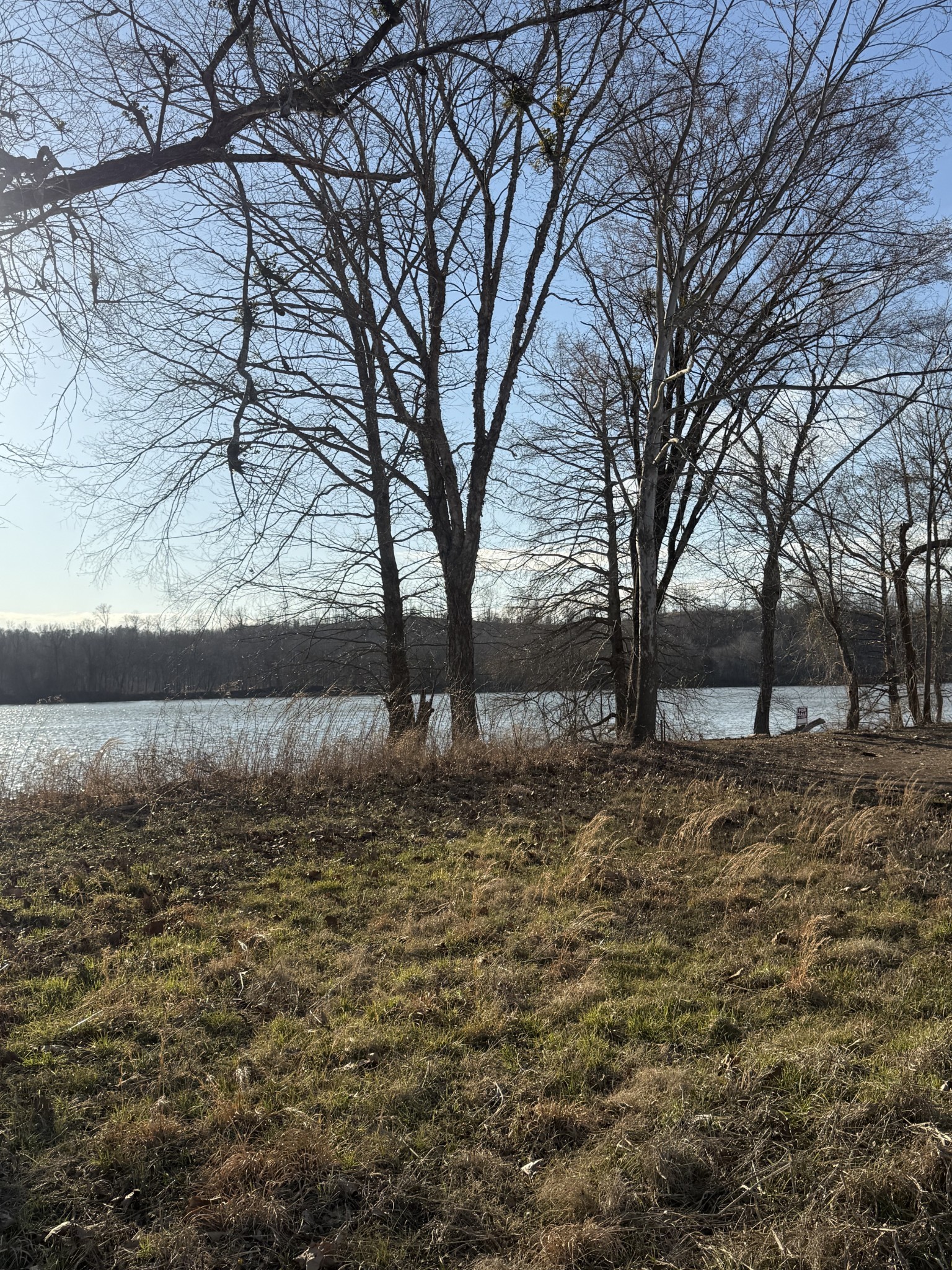 425 Hardin Btm Road Clifton, TN 38425 - Photo 2 of 20 a view of dirt yard with a large tree