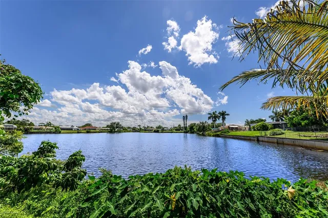 a view of a yard with plants and large trees