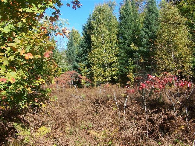 Off Walker Road Afton, MI 49705 - Photo 7 of 10 Gallery Image 7