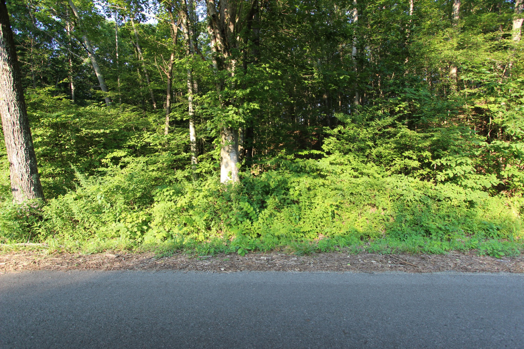 0 Baylor Brown Road Erin, TN 37061 - Photo 1 of 11 a view of a garden