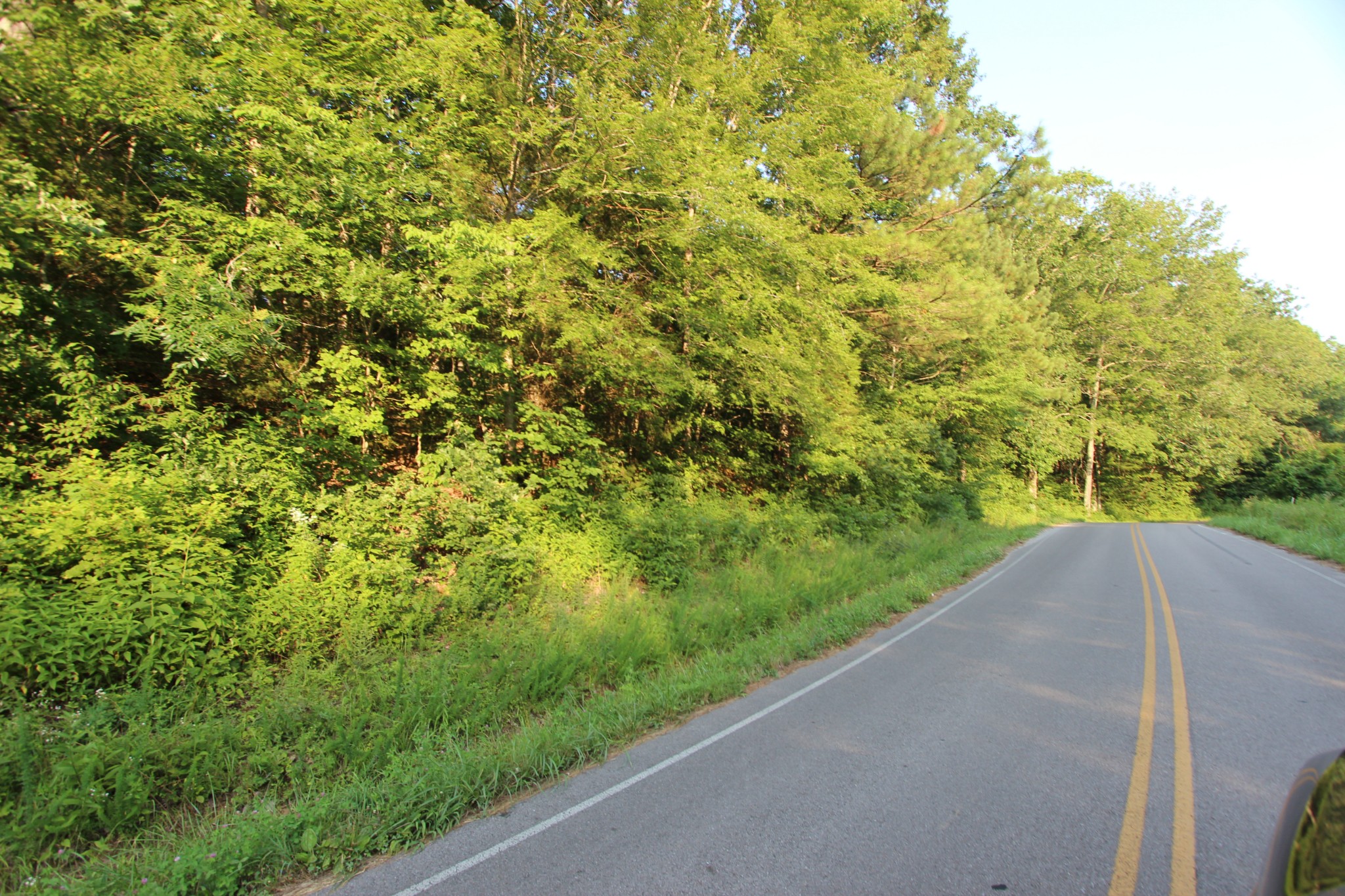 0 Baylor Brown Road Erin, TN 37061 - Photo 2 of 11 a view of a yard with a plants