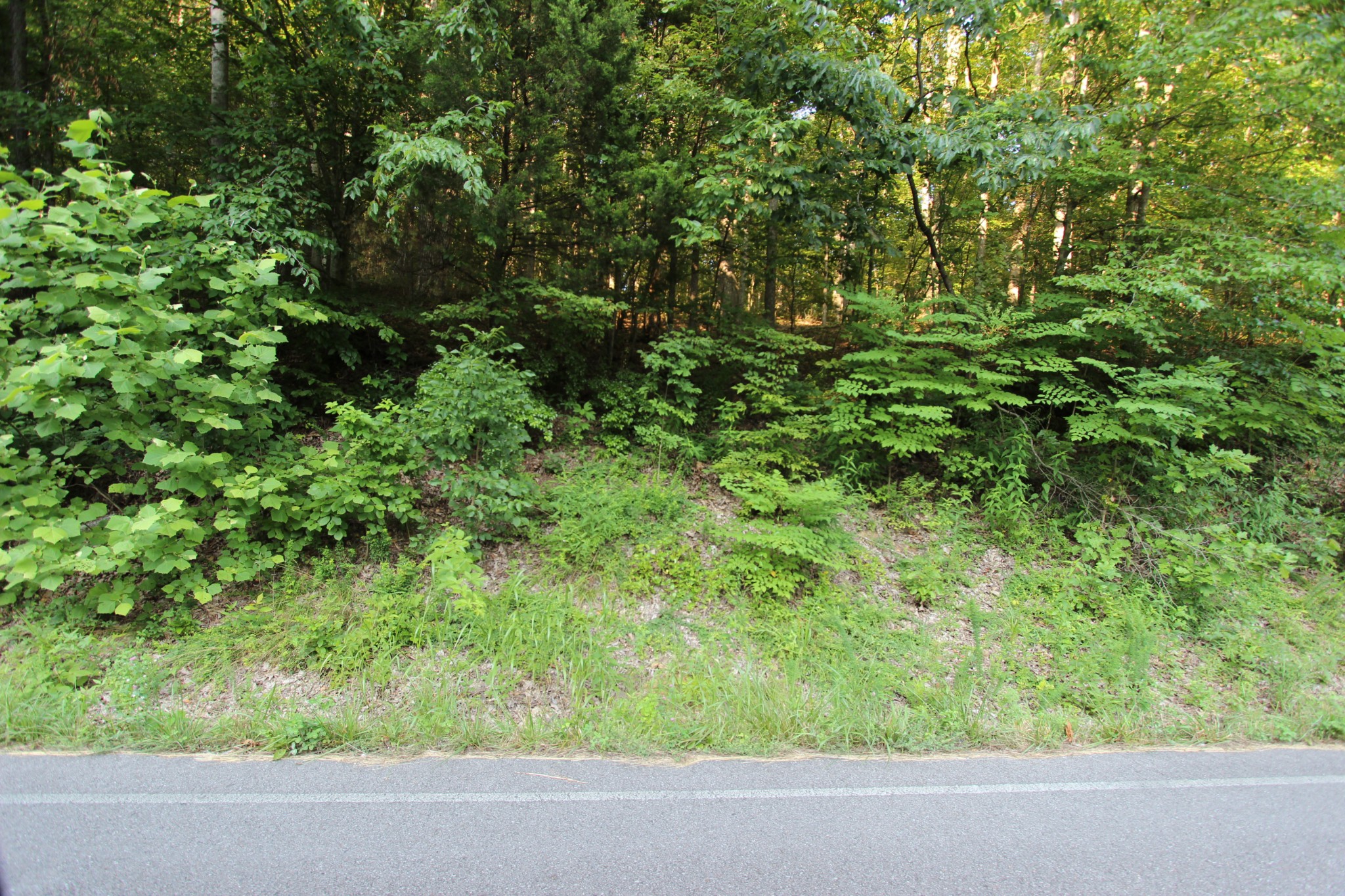 0 Baylor Brown Road Erin, TN 37061 - Photo 4 of 11 a view of a garden