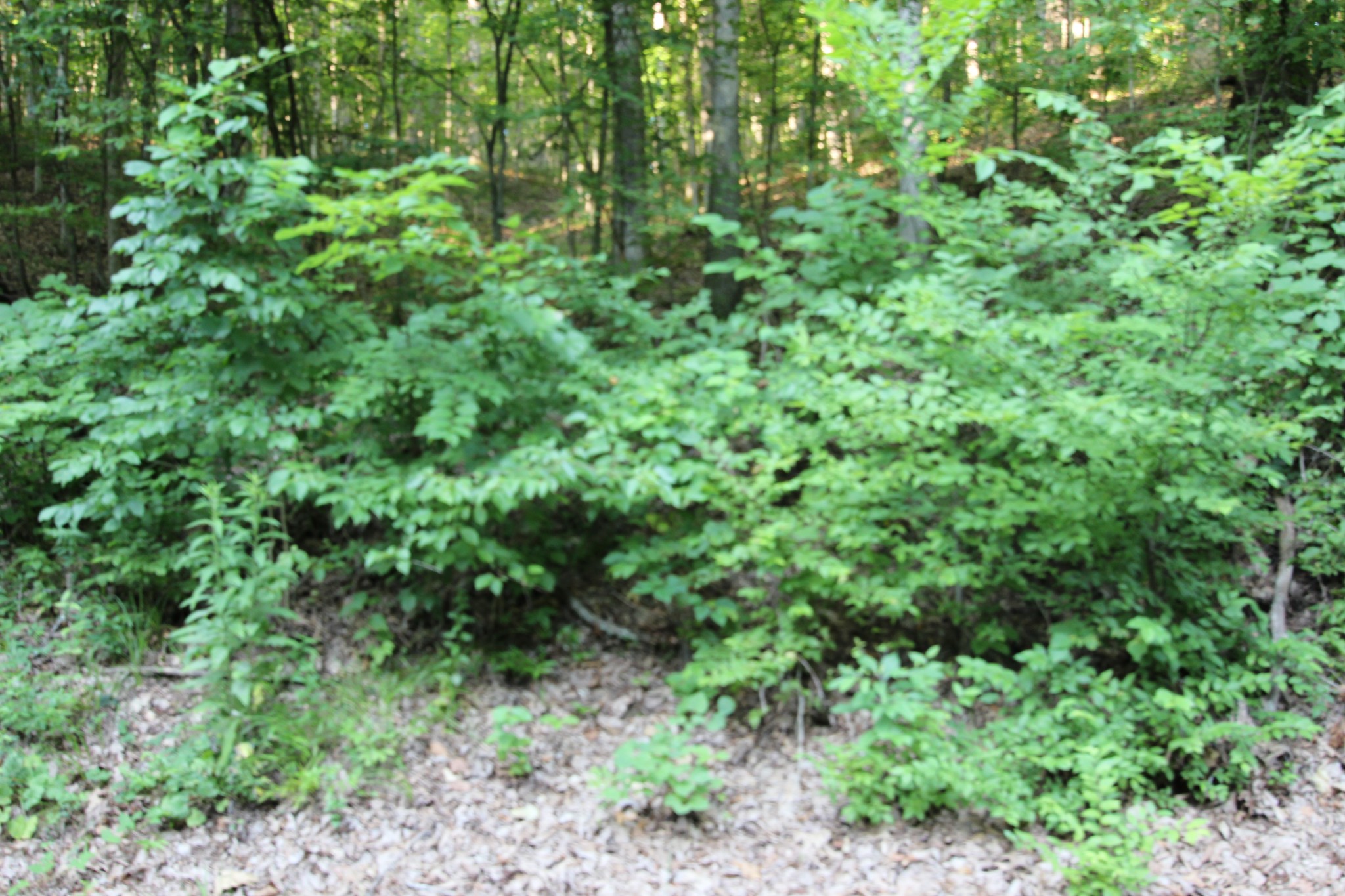 0 Baylor Brown Road Erin, TN 37061 - Photo 6 of 11 a view of a lush green forest