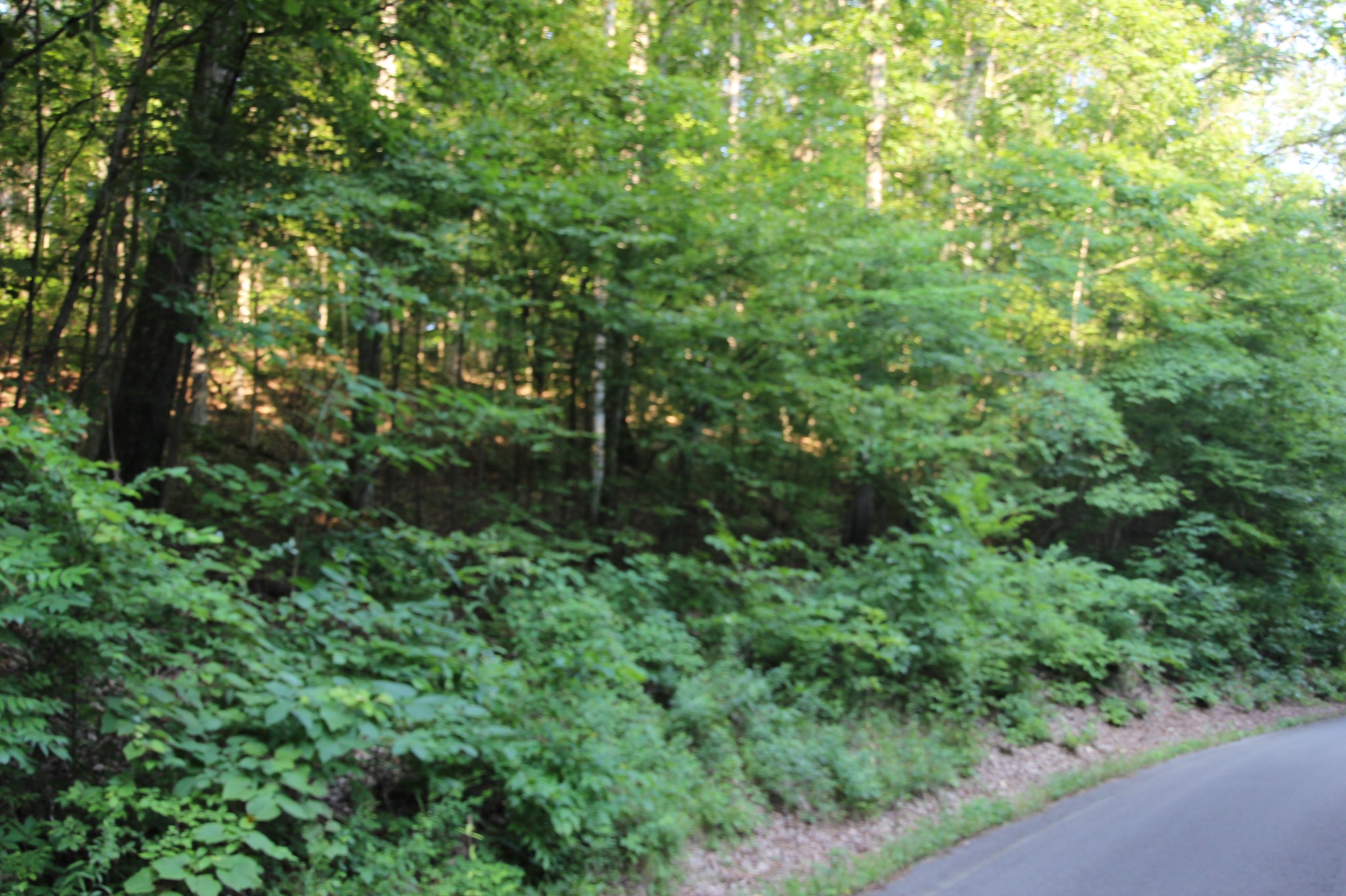 0 Baylor Brown Road Erin, TN 37061 - Photo 7 of 11 a view of a forest
