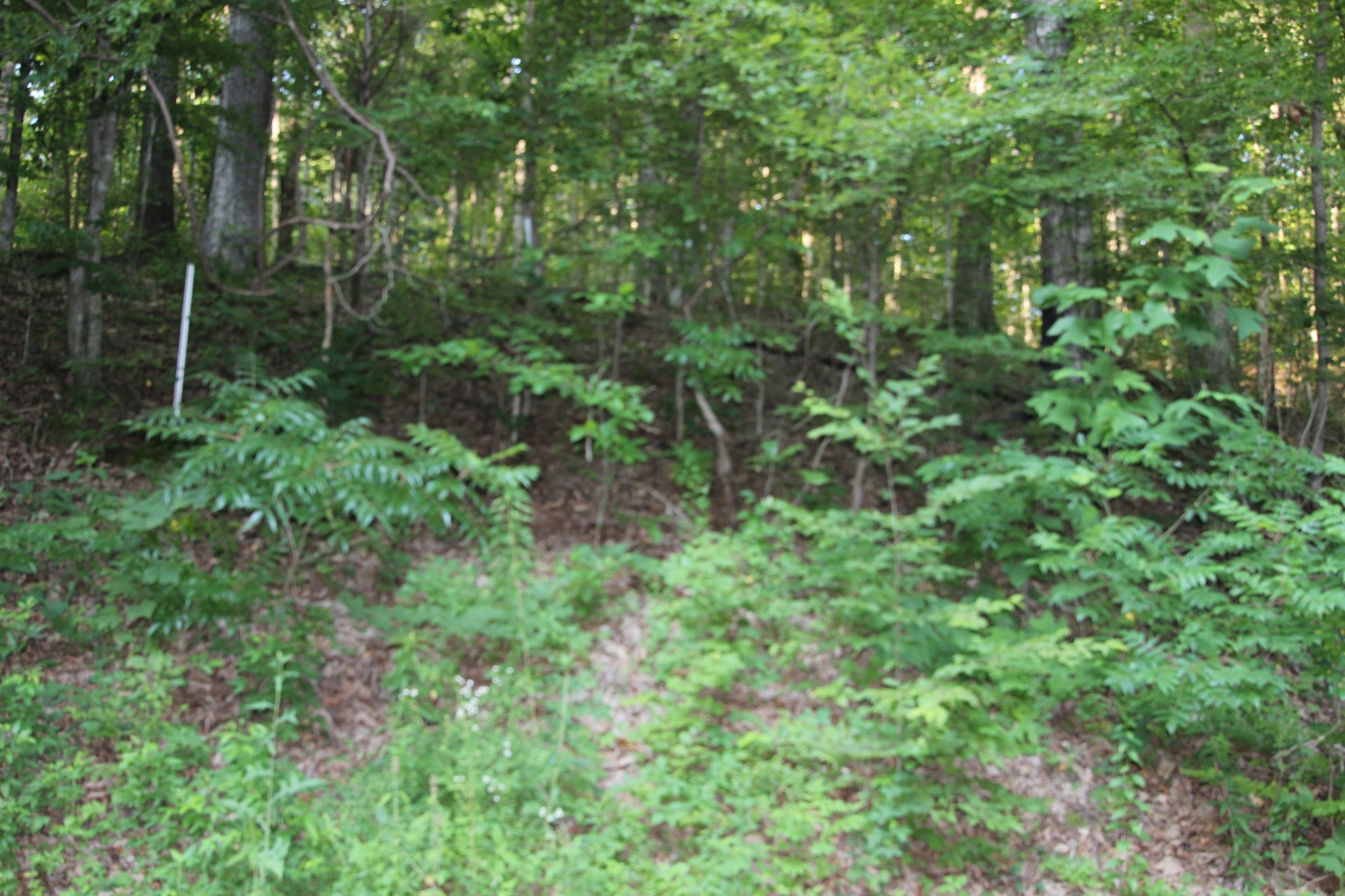 0 Baylor Brown Road Erin, TN 37061 - Photo 8 of 11 a view of forest