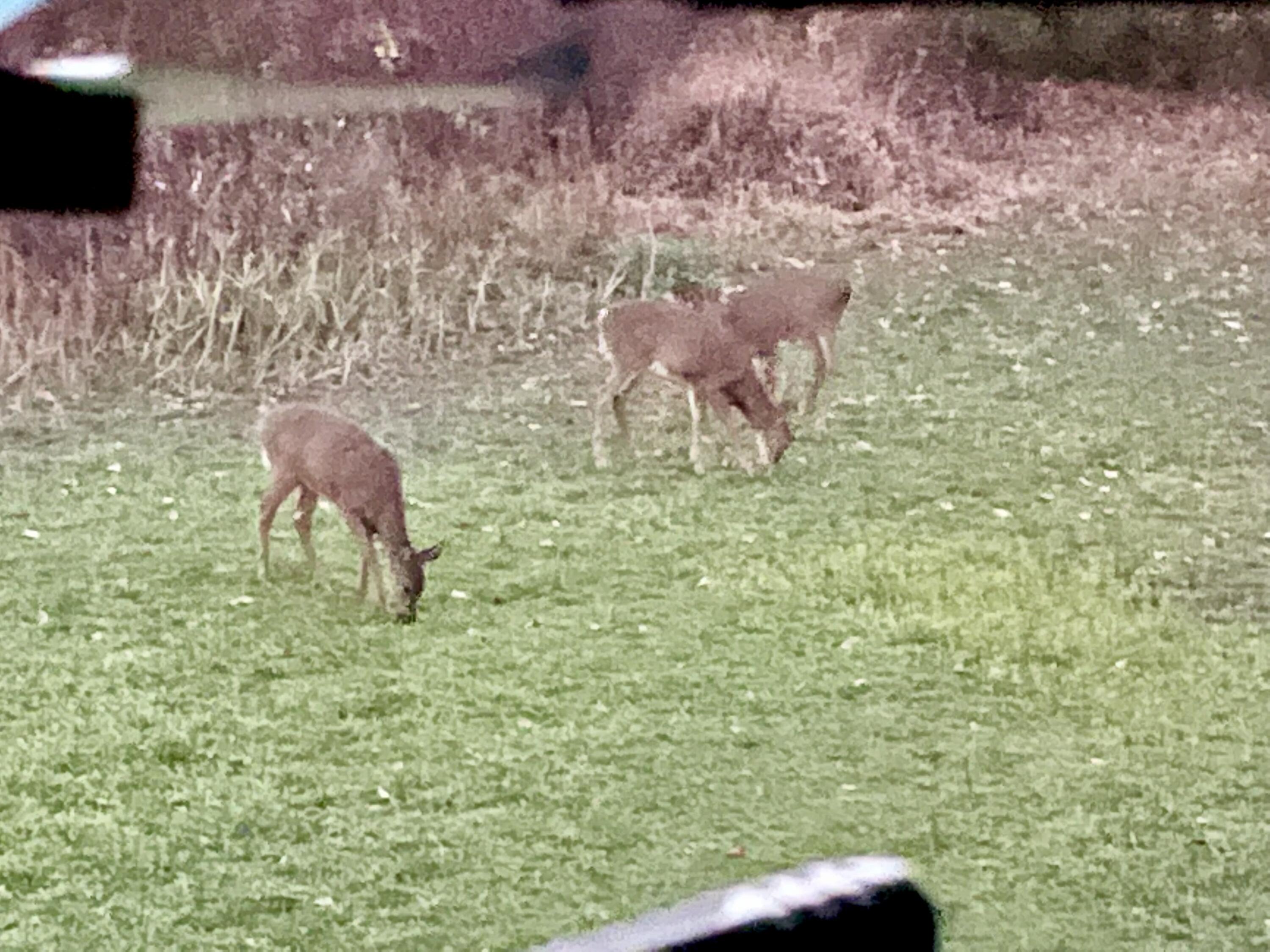 311 South Lapham Peak Road Delafield, WI 53018 - Photo 28 of 30 Deer on Food Plot
