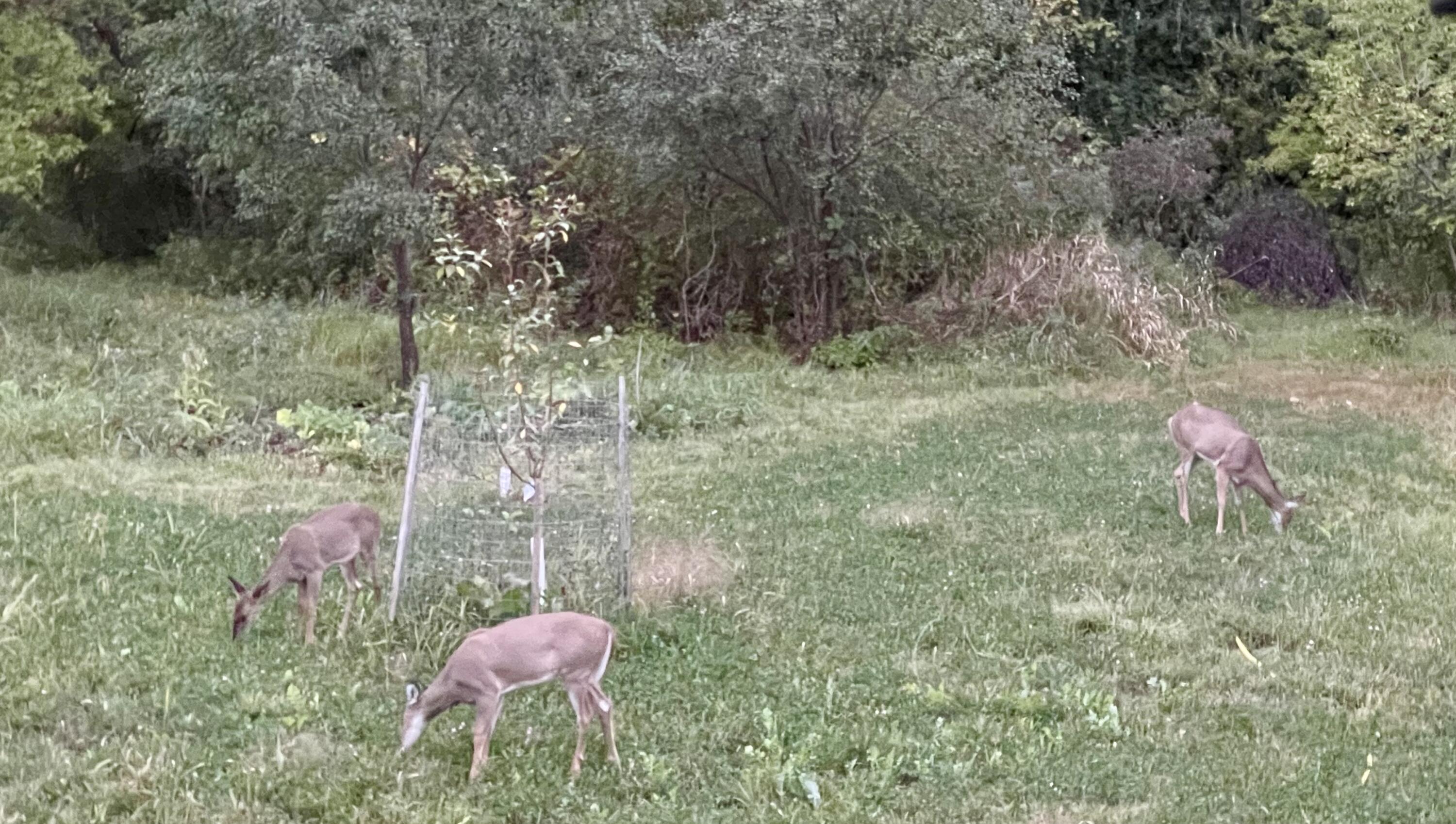 311 South Lapham Peak Road Delafield, WI 53018 - Photo 29 of 30 Deer On Property