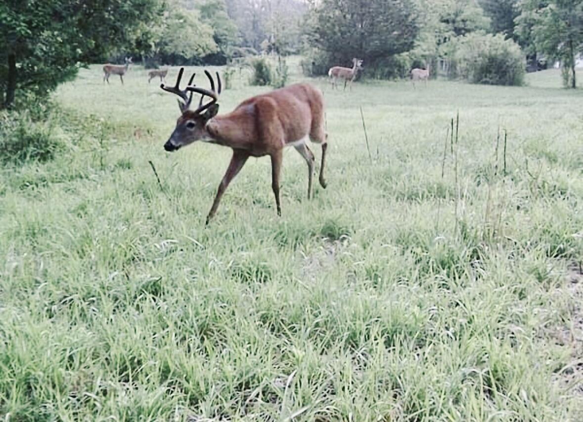 311 South Lapham Peak Road Delafield, WI 53018 - Photo 30 of 30 Deer On Property