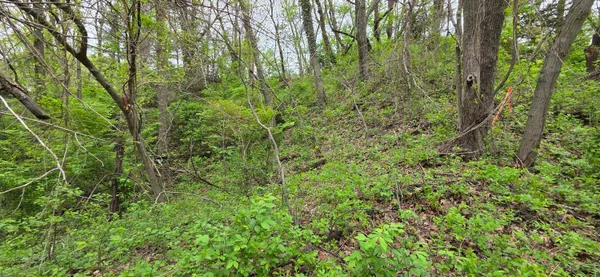 a view of a lush green forest
