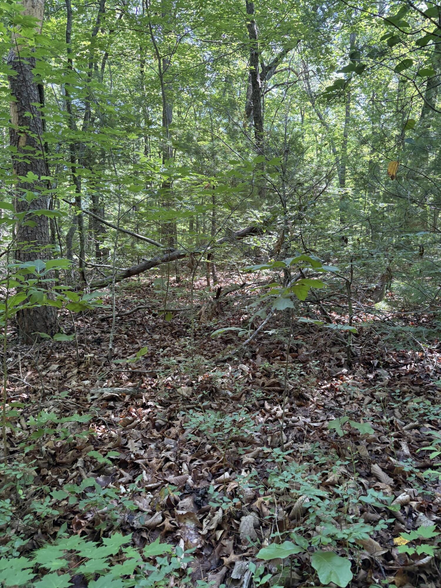 2 Old Furnace Road Tellico Plains, TN 37385 - Photo 14 of 18 Gallery Image 14