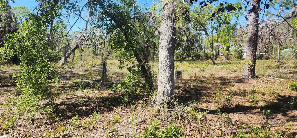 2228 Turkey Oak Road Perry, FL 32348 - Photo 17 of 76 a view of a yard with trees