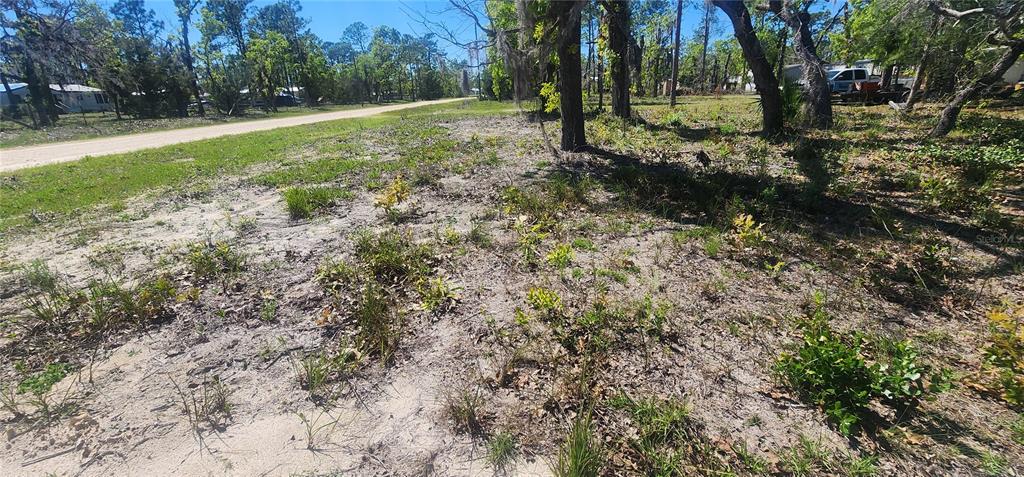 2228 Turkey Oak Road Perry, FL 32348 - Photo 29 of 76 a view of a yard with a tree