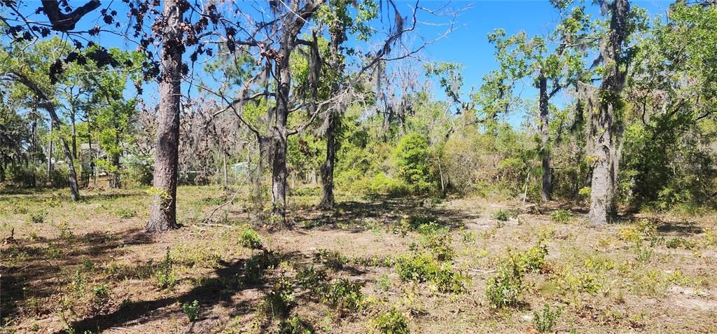 2228 Turkey Oak Road Perry, FL 32348 - Photo 59 of 76 a view of a yard with trees