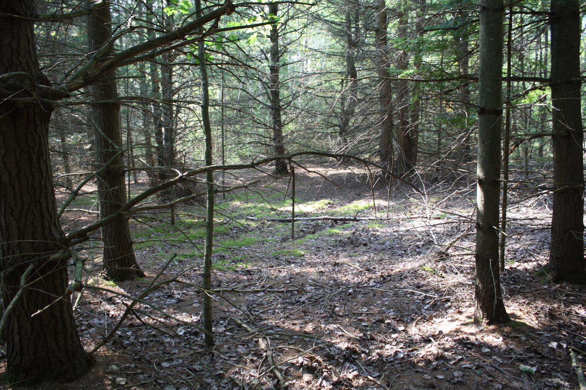 0 North Barlow Road Harrisville, MI 48740 - Photo 15 of 15 Gallery Image 15
