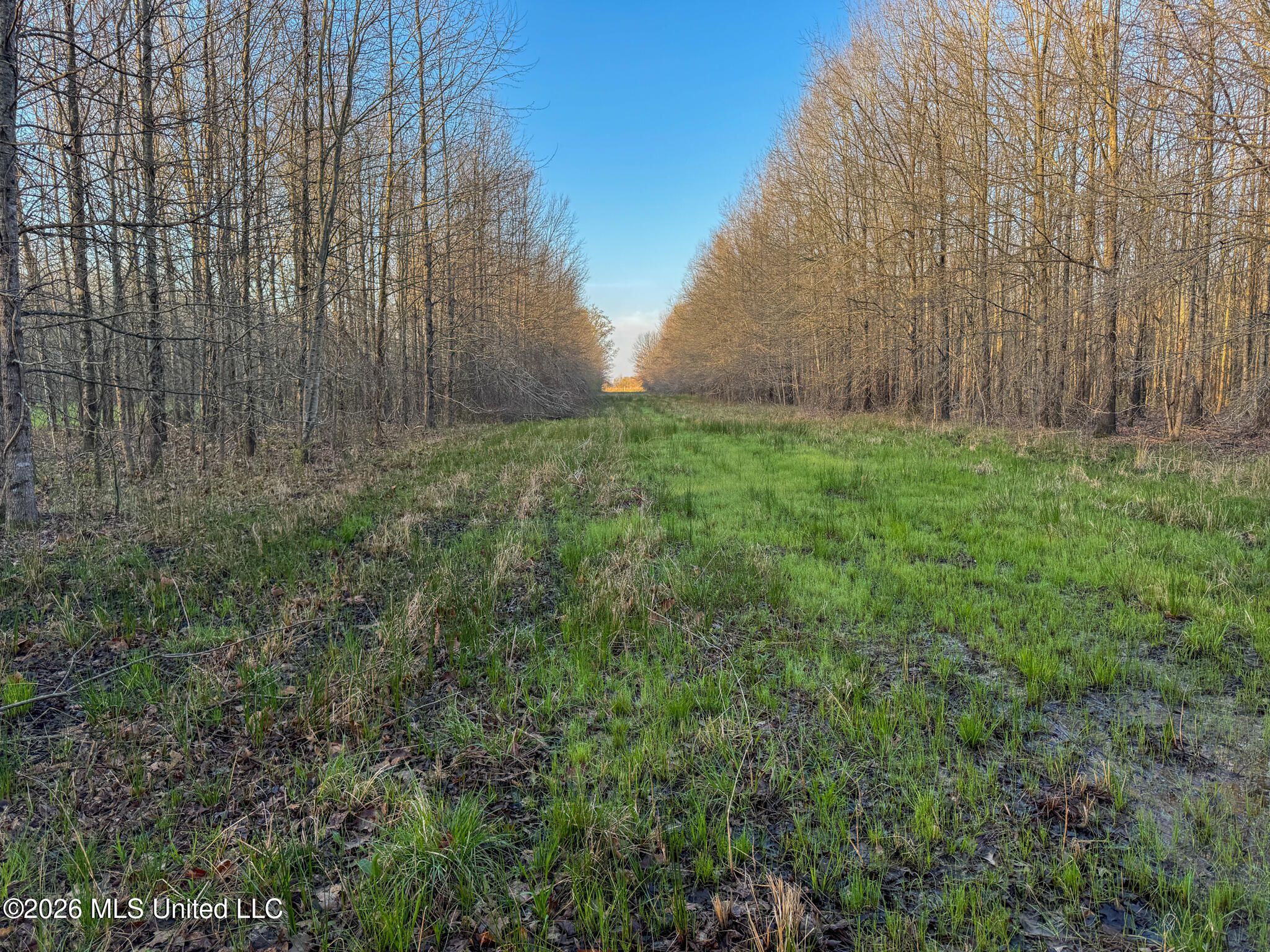 0 Dummyline Road Batesville, MS 38606 - Photo 52 of 73 Panola 164.7 SPI Land Ventures-52