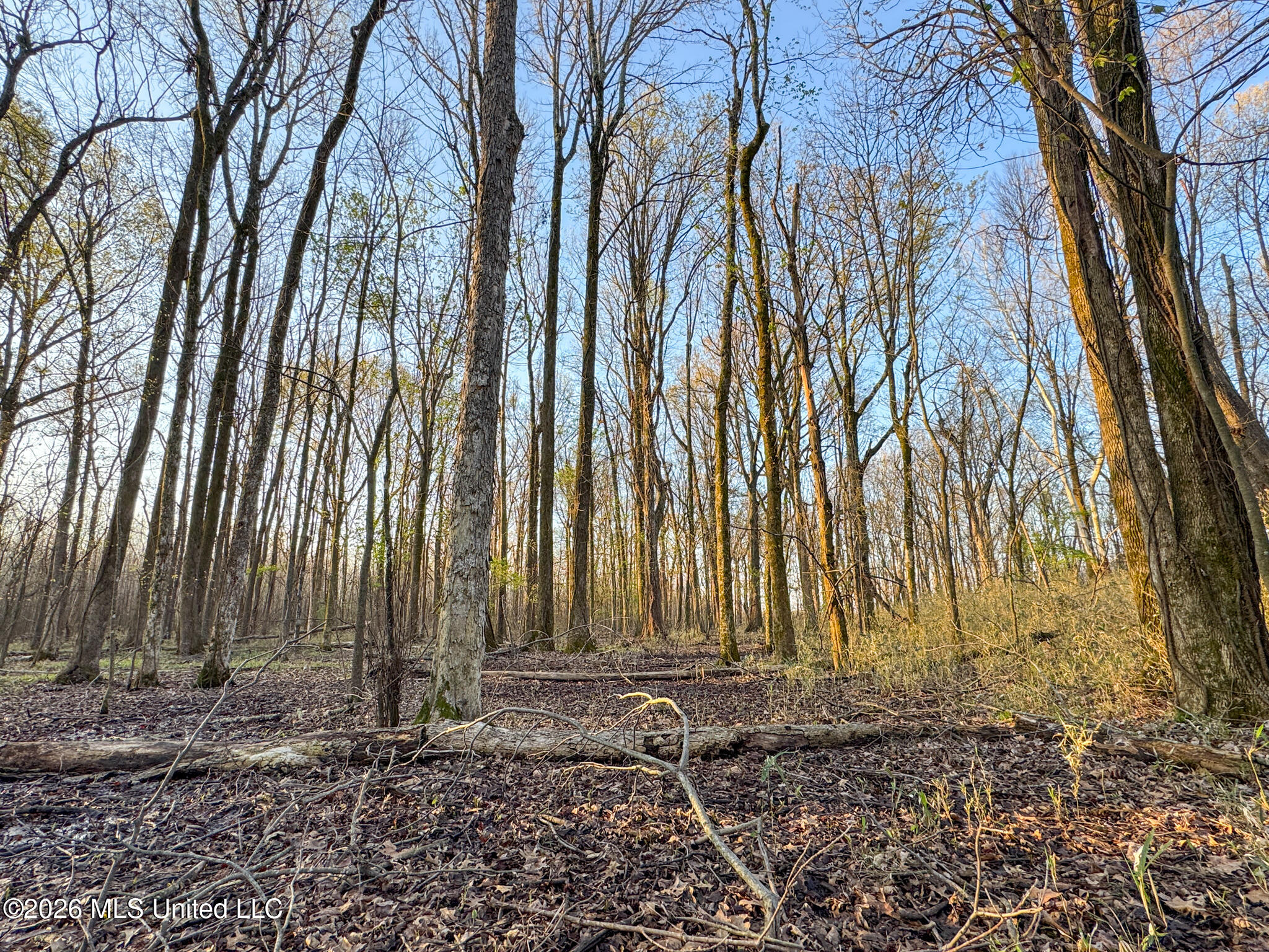 0 Dummyline Road Batesville, MS 38606 - Photo 58 of 73 Panola 164.7 SPI Land Ventures-58