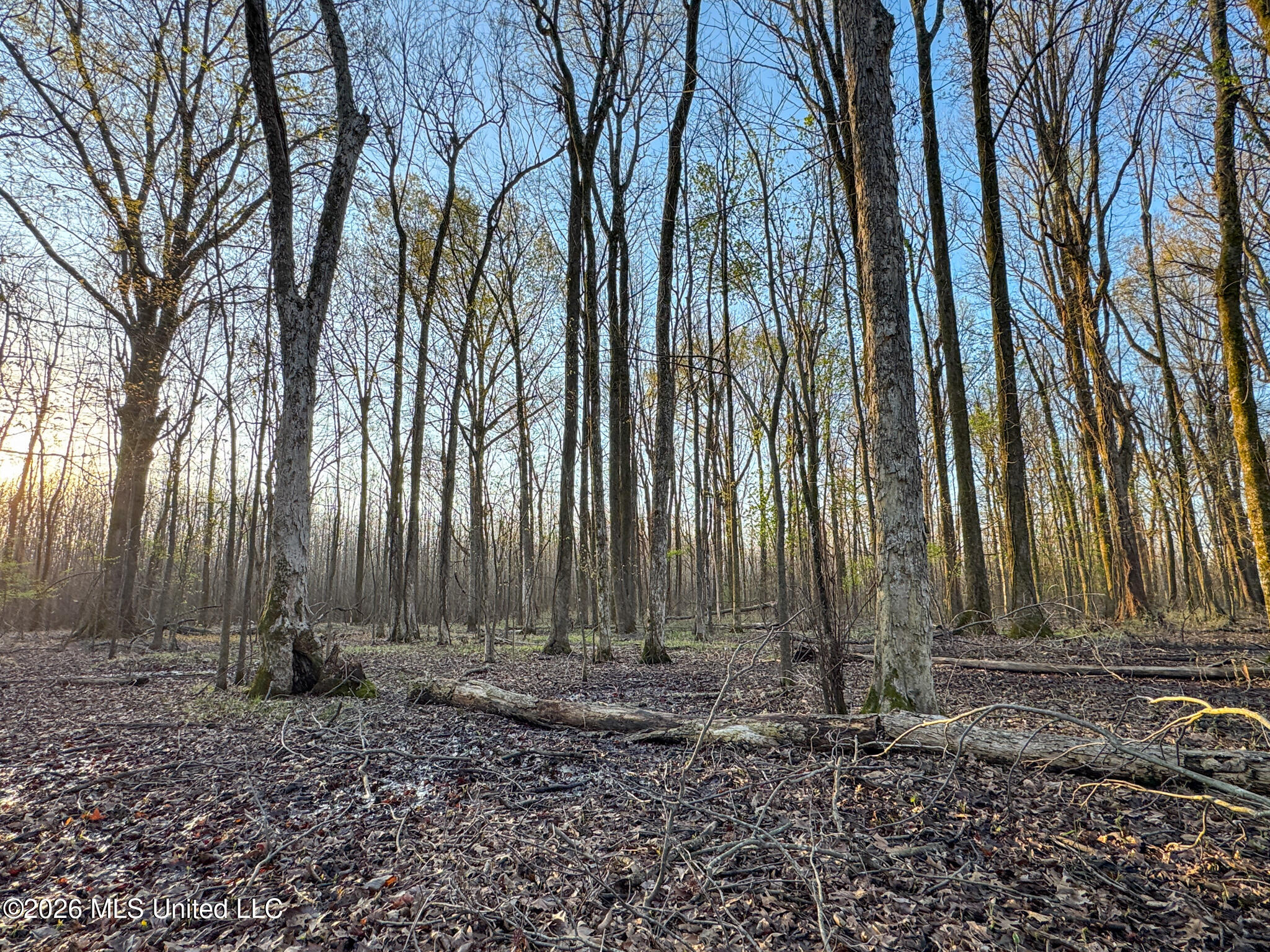 0 Dummyline Road Batesville, MS 38606 - Photo 60 of 73 Panola 164.7 SPI Land Ventures-60