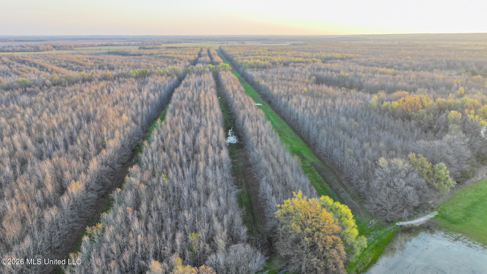 0 Dummyline Road Batesville, MS 38606 - Photo 6 of 73 Panola 164.7 SPI Land Ventures-6
