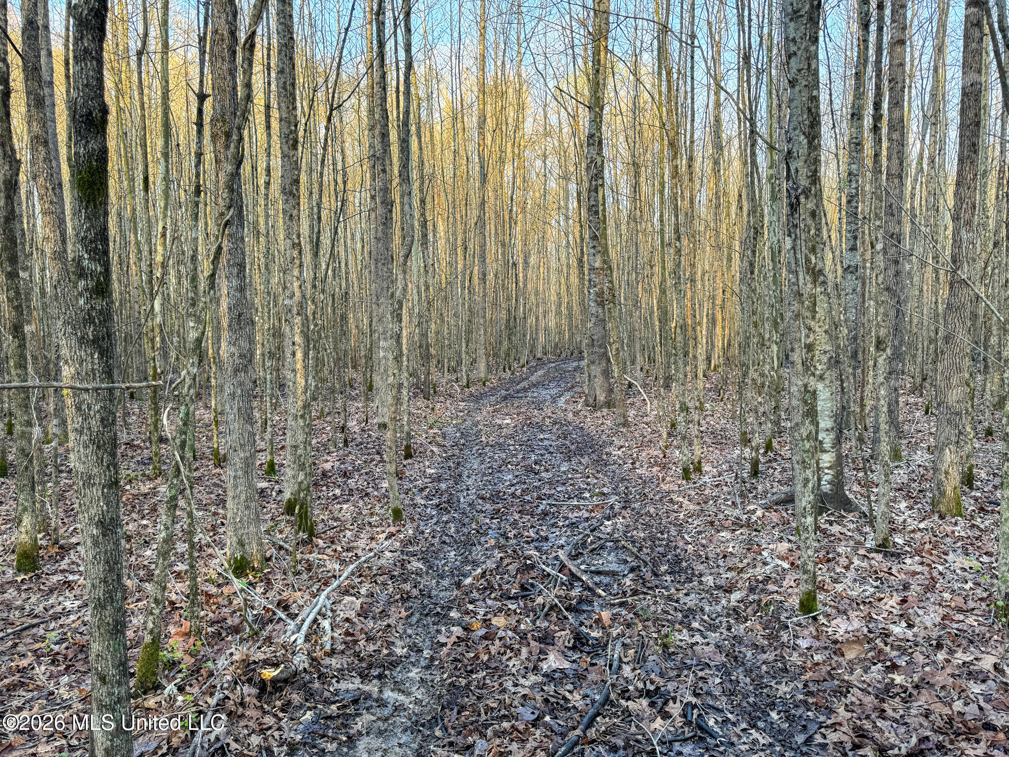 0 Dummyline Road Batesville, MS 38606 - Photo 61 of 73 Panola 164.7 SPI Land Ventures-61