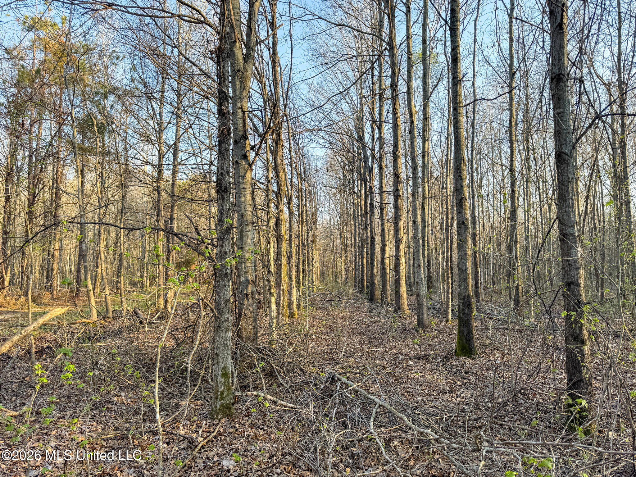 0 Dummyline Road Batesville, MS 38606 - Photo 66 of 73 Panola 164.7 SPI Land Ventures-66